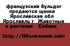 французский бульдог продаются щенки - Ярославская обл., Ярославль г. Животные и растения » Собаки   